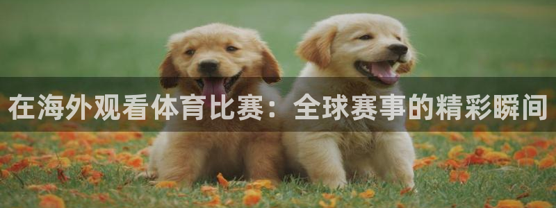 绿茵体育：在海外观看体育比赛：全球赛事的精彩瞬间